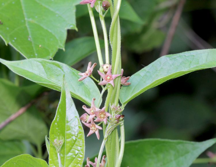 Pale swallow-wort flowers range from pink to deep burgundy, and are longer and narrower than those of black swallow-wort. Photo by Rob Routledge, Sault College, Bugwood.org.