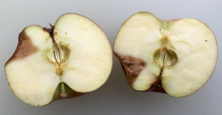 apple bitter rot