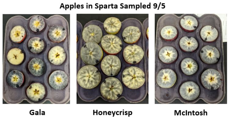 Untreated apples stained with iodine for starch testing.