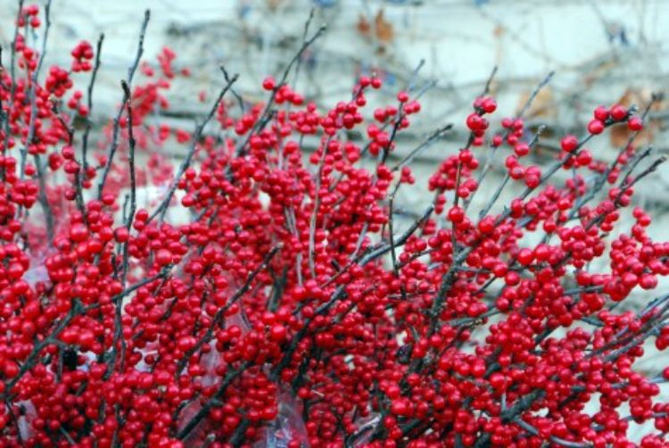 Michigan holly in winter. Photo credit: Deborah Silver, Detroit Garden Works