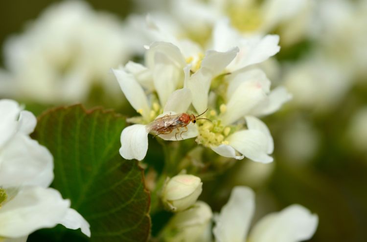 Saskatoon sawfly. Photo: Duke Elsner, MSU Extension.