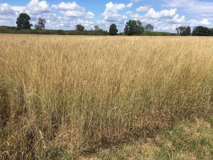 Perennial grass that can feed your animals and provide flour for bread Cover Crops