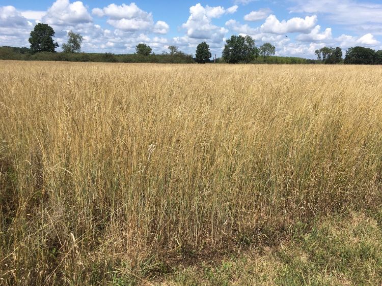 Intermediate wheatgrass grain field