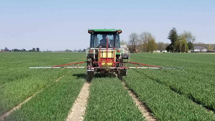 Spraying wheat.