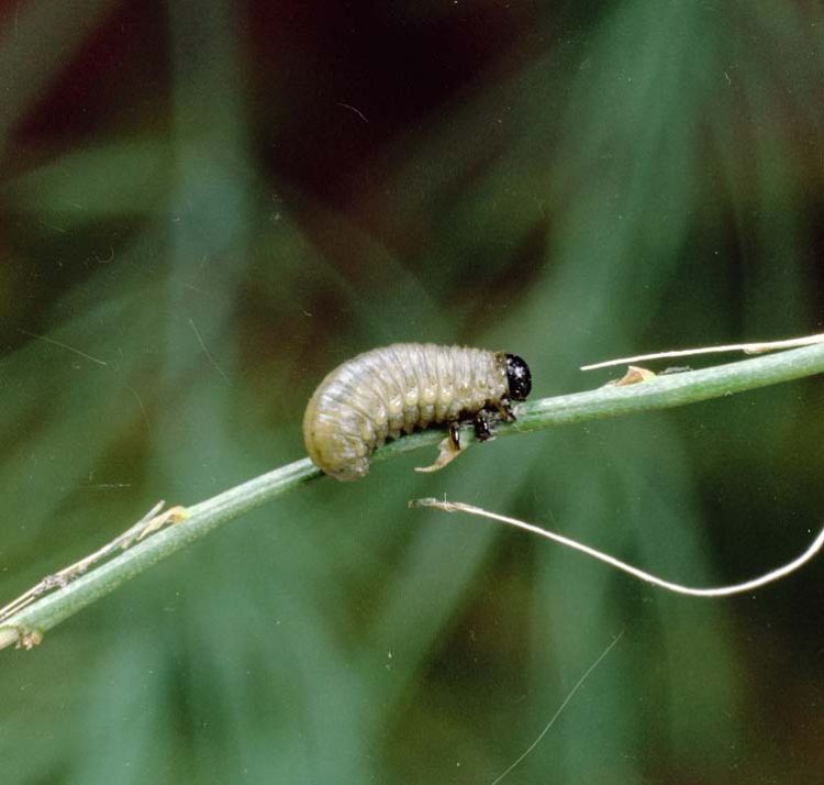 Asparagus beetle larvae look similar to caterpillars, just with only three legs. They may emit green liquid when disturbed. Photo by Clemson University - USDA Cooperative Extension Slide Series, Bugwood.org.
