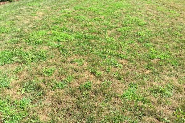 Crabgrass control during a hot summer - Turf