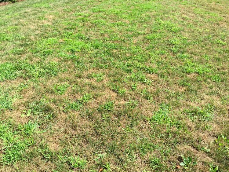 Crabgrass emerging in drought-stressed turf.