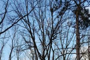 Wintertime Identification Of Black Walnut Msu Extension