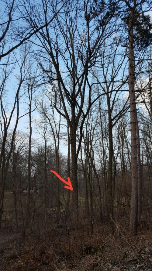 Wintertime Identification Of Black Walnut Msu Extension