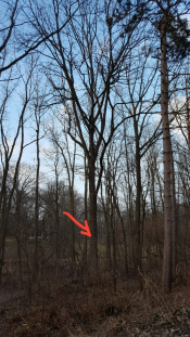 Wintertime Identification Of Black Walnut Msu Extension