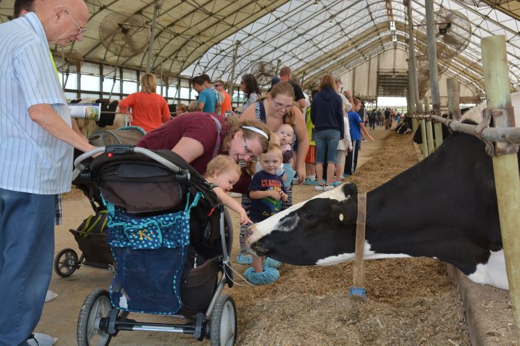 Breakfast on the Farm visitors petting a cow.