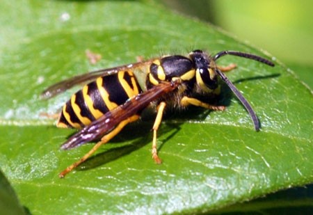 wasps wasp yellow eastern rid jacket nests getting ground nest live michigan jackets pa msu insects johnny bugwood dell yellowjacket