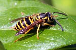 Getting Rid Of Wasps Nests Msu Extension