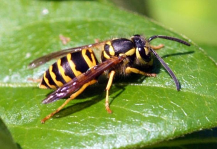 The eastern yellow jacket. Photo credit: Johnny N. Dell. Bugwood.org