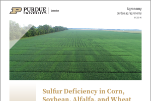 Sulfur Deficiency in Corn, Soybean, Wheat, and Alfalfa