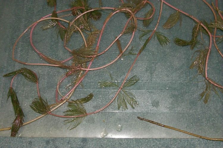 Eurasian watermilfoil, a common invasive in many Michigan lakes