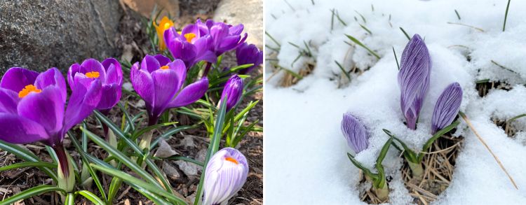 Crocus blooming and crocus covered in snow.