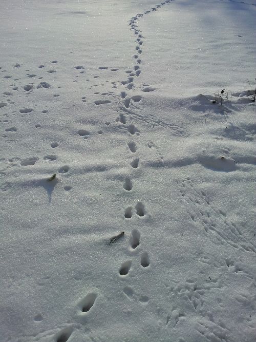 Michigan Animals Use Snow To Help Survive Winter Msu Extension