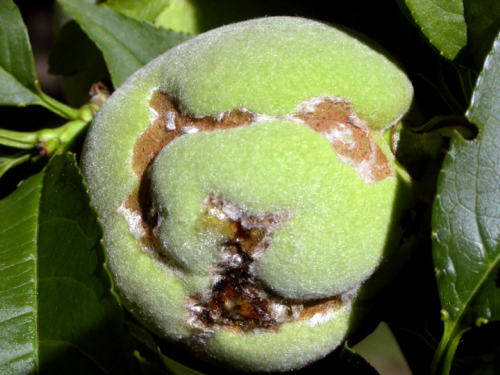 Adult feeding on fruit surface.