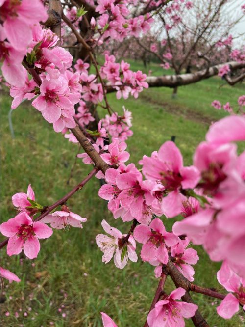 Peach blossom flowers