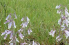 Hairy beardtongue