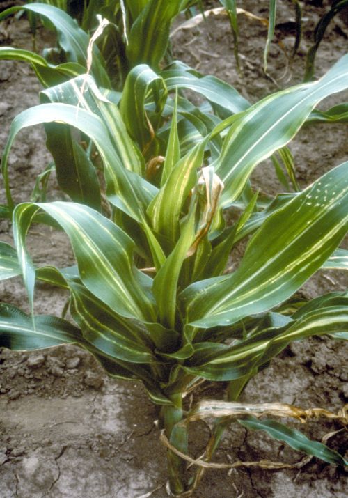 Leaves become striped from the bacterial infection. Resistant varieties of sweet corn will have shorter stripes. Photo: J.K. Pataky, University of Illinois at Urbana-Champaign, Bugwood.org.