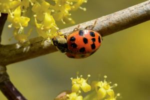 Beneficial insects can contribute to natural pest suppression