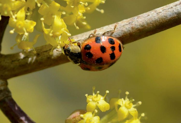 Photo: Thelma Heidel-Baker, Xerces Society