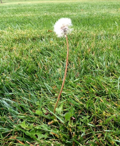 Dandelion standing tall in turfgrass. Photo credit: Kevin Frank, MSU