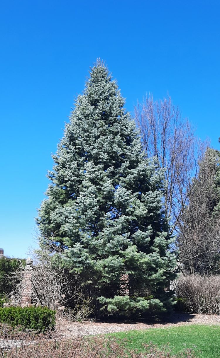 MSU Extension bulletin highlights alternatives to blue spruce - Landscaping