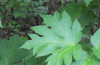 Close up of common cowparsnip foliage.