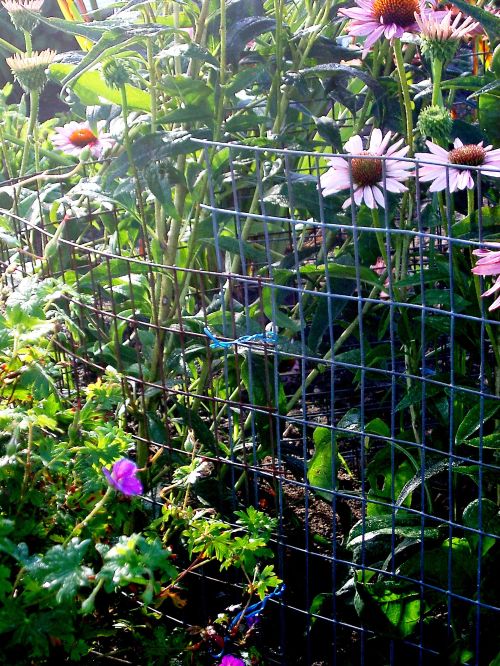 fence for rabbits