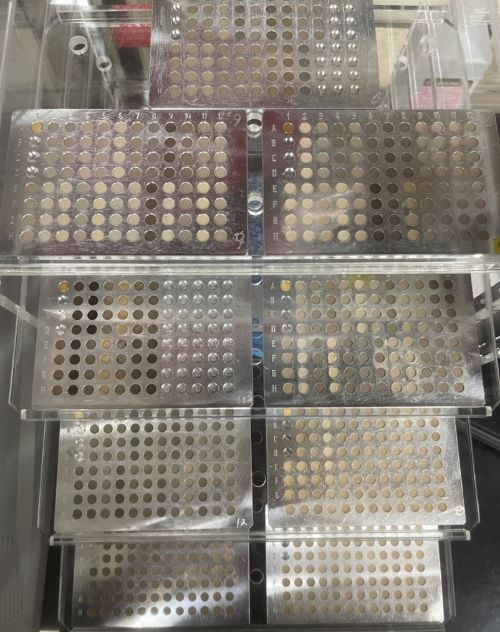 Soil packed into microplates.