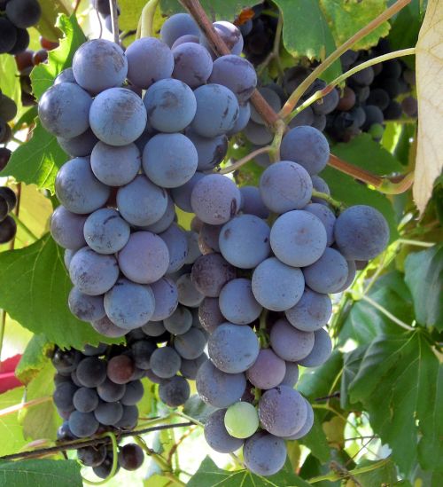 Ripening Concord grape clusters. Photo: Mark Longstroth, MSU Extension.