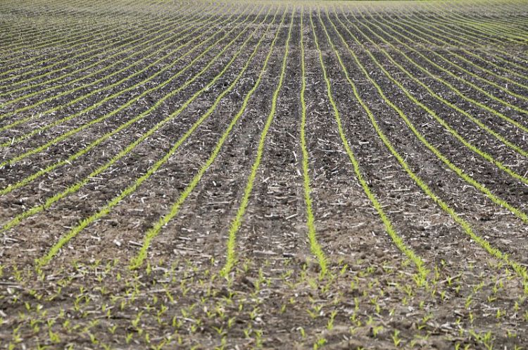 Sweet corn field