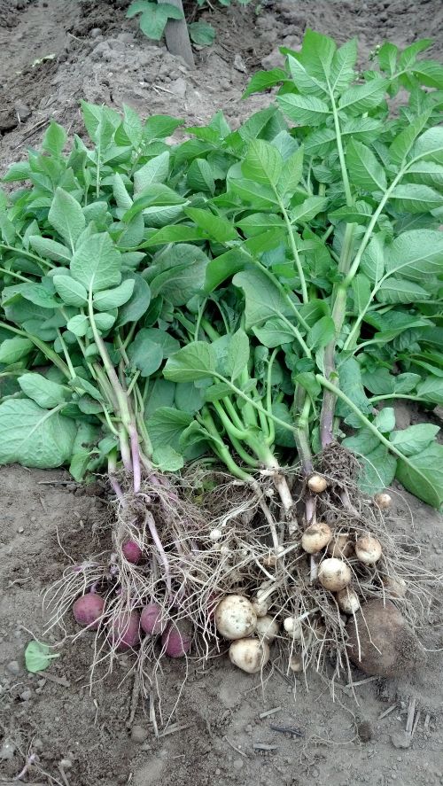 Potatoes in northeastern Michigan are beginning to form daughter tubers. Photo credit:  James DeDecker, MSU Extension