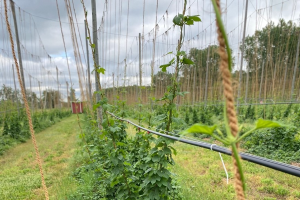 Michigan hop crop report for the week of May 31, 2021