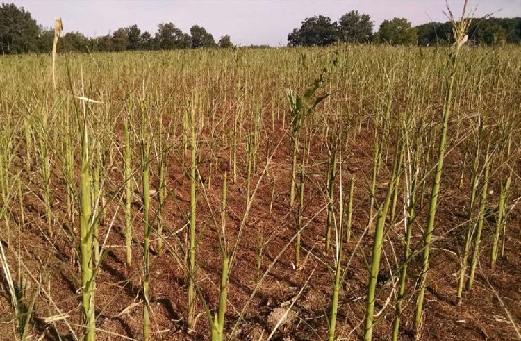 Armyworm damage to corn field