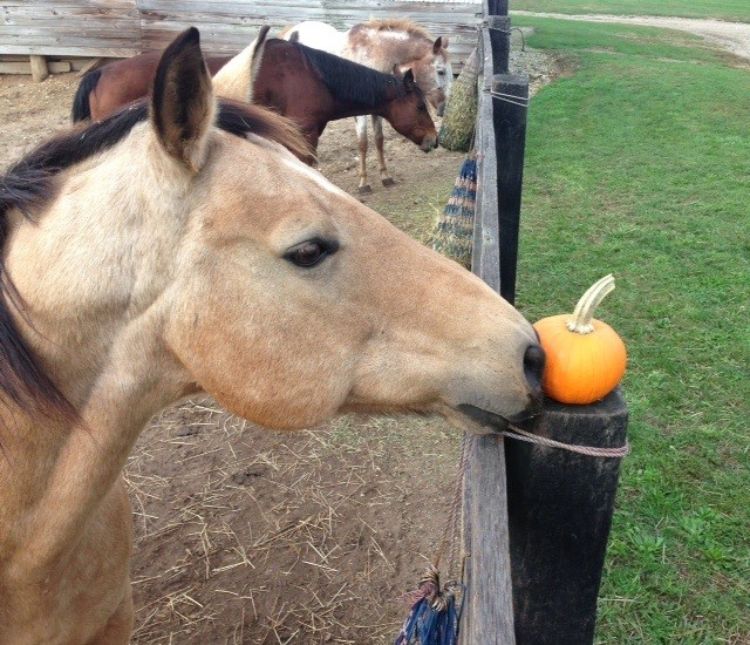 Horse and a pumpkin.