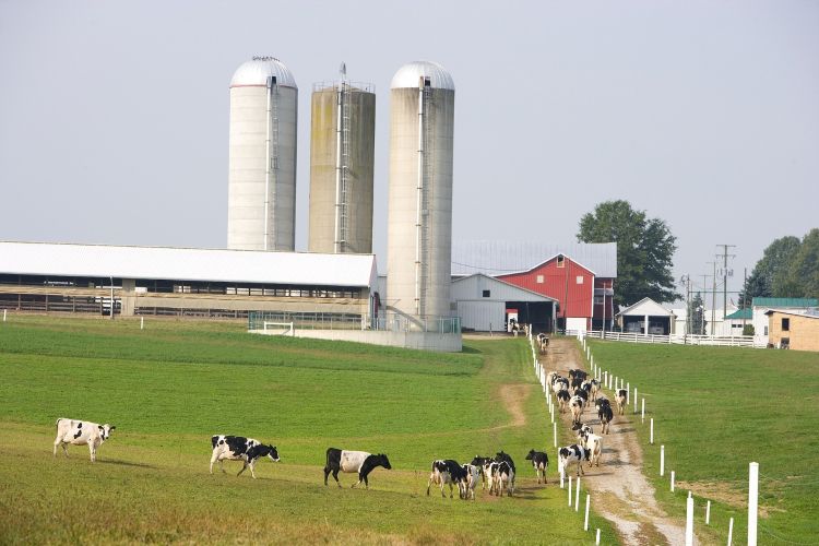 dairy farm with cows and buildings