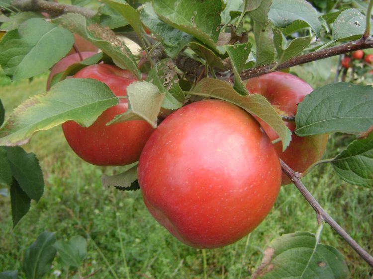 apples ready to be picked