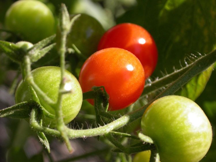 Tomatos on the vine.