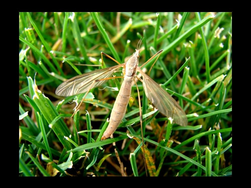 Cranefly in grass 