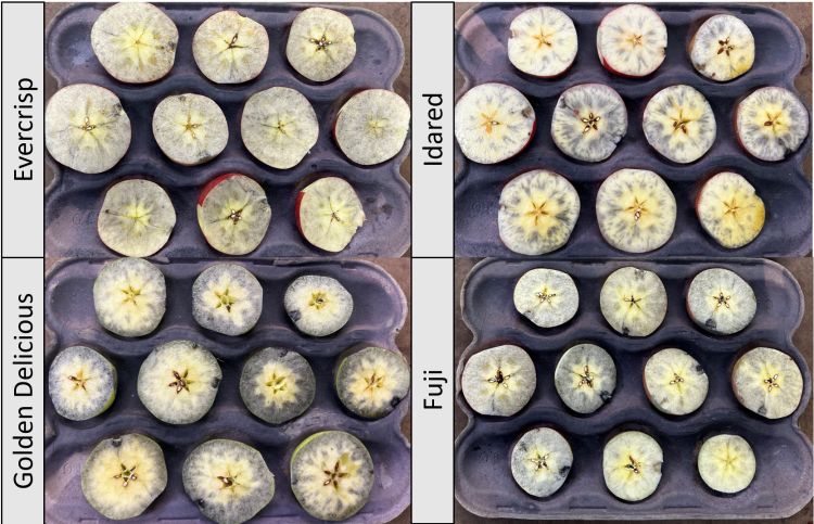 Sliced apples in tray with iodine testing applied.