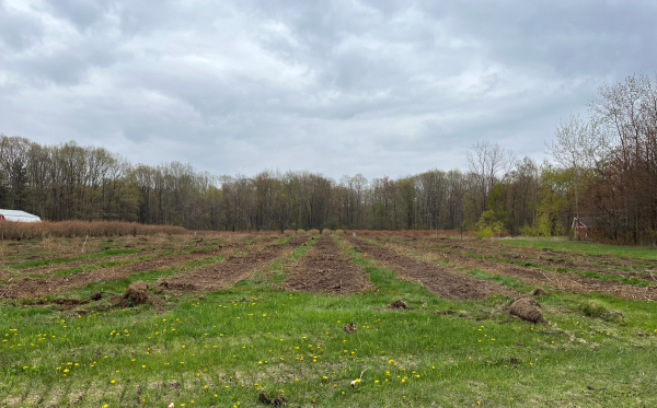 Blueberry orchard with blueberry plants removed.