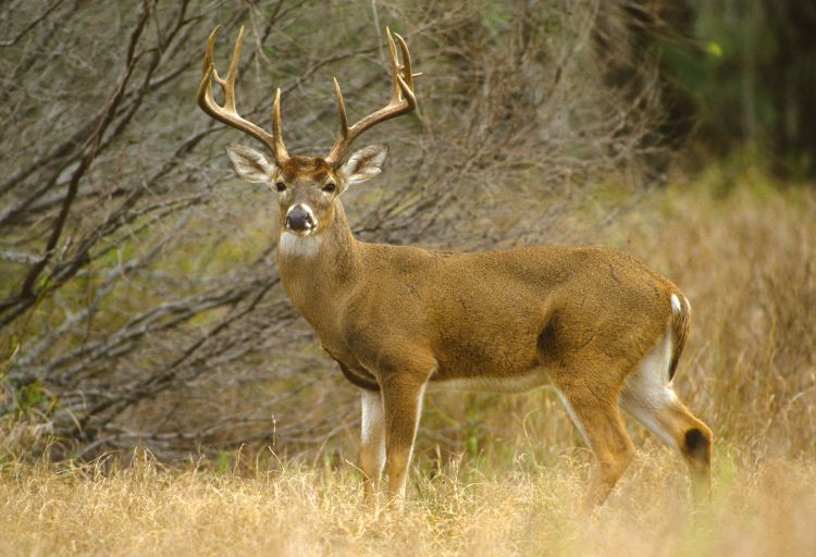 A whitetail buck stands in a field.