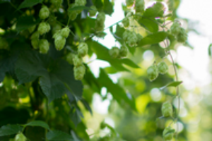 Developing hop virus diagnostic tools to support effective diagnosis and clean plant initiatives essential for hop industry growth and sustainability