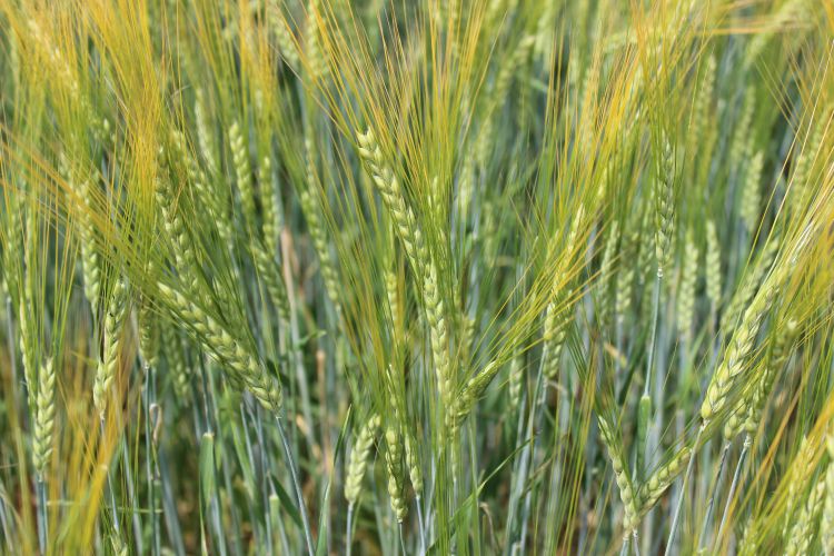 Spartan barley, grown at the W.K. Kellogg Biological Station, and malted by Pilot Malt House, is destined for a pre-prohibition style lager brewed by New Holland Brewing’s Pub on 8th.