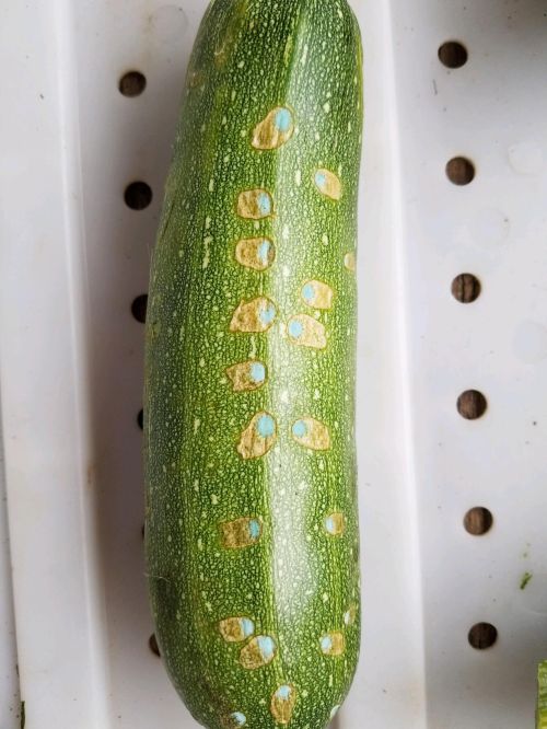 Zucchini fruit with spray burn