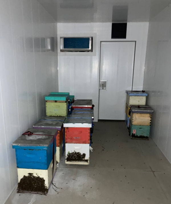 Honey bee hives in a room. Photo by Ana Heck